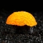 Декор для аквариума коралл Faviidae, 5 х 2,5 см, силиконовый, оранжевый    t('фото') 112931